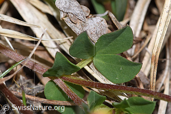 Photo: Lotus corniculatus. Leaves and stem.