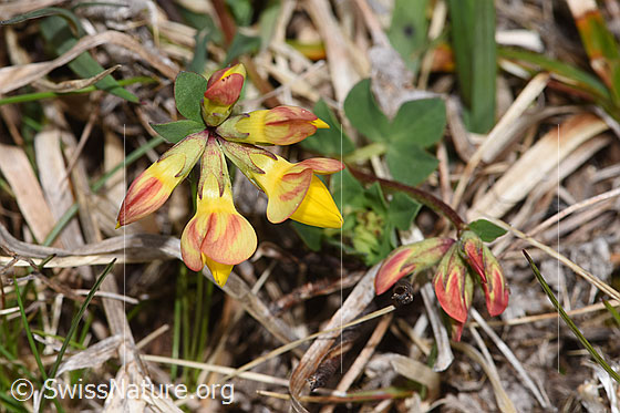 Foto: Gewöhnlicher Hornklee (Lotus corniculatus). Ganze Pflanze (Habitus). Höhe: 4cm.