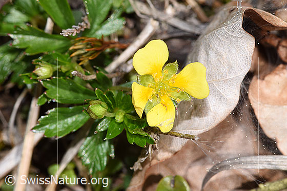 Foto: Blutwurz (Potentilla erecta). Ganze Pflanze (Habitus).