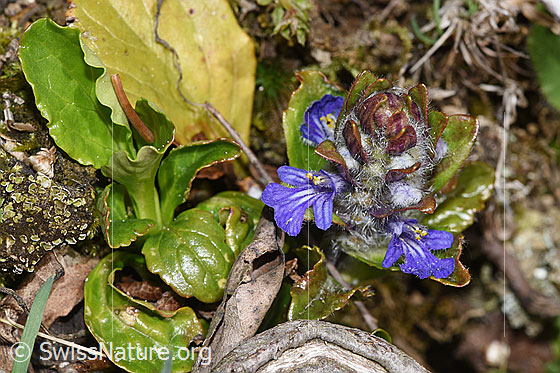 Foto: Kriechender Günsel (Ajuga reptans).