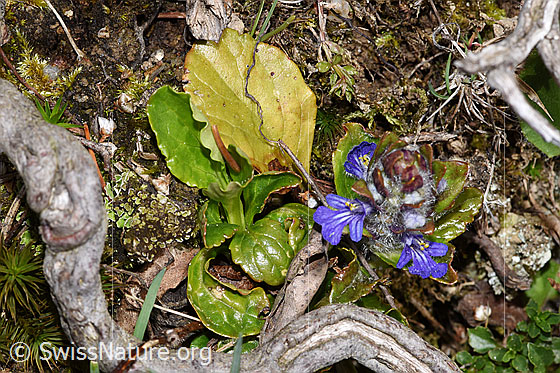 Foto: Kriechender Günsel (Ajuga reptans).