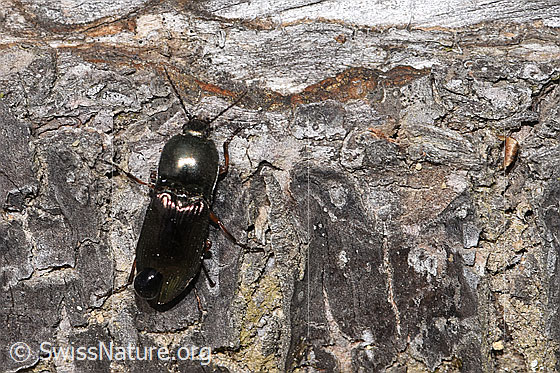 Foto: Glanzschnellkäfer (Selatosomus aeneus). Länge 12mm. Ansicht von oben.