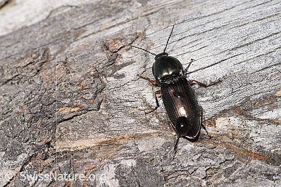 Foto: Glanzschnellkäfer (Selatosomus aeneus). Länge 12mm. Ansicht von hinten oben.