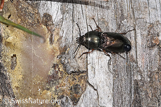 Foto: Glanzschnellkäfer (Selatosomus aeneus). Länge 12mm. Ansicht von seitlich oben.