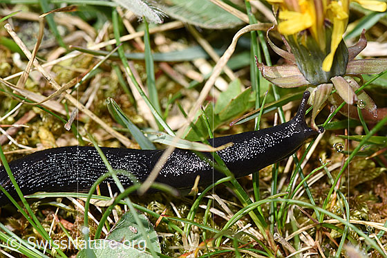Foto: Wahrscheinlich Schwarzer Schnegel (Limax cinereoniger). Ansicht von der Seite.