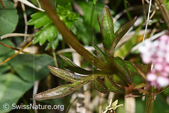 Photo: Valeriana dioica. Stem and leaves.