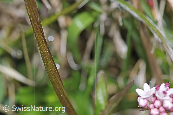 Photo: Valeriana dioica. Stem.