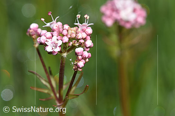 Foto: Sumpf-Baldrian (Valeriana dioica). Blüten.