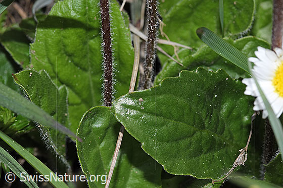 Foto: Wahrscheinlich Alpenmasslieb (Aster bellidiastrum). Blatt. Balttoberseite.