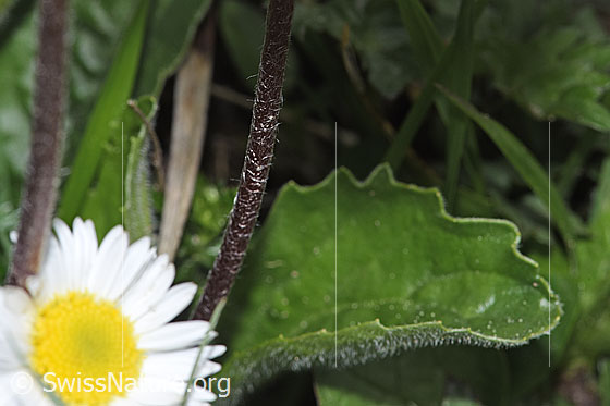 Foto: Wahrscheinlich Alpenmasslieb (Aster bellidiastrum). Stängel und Blatt.