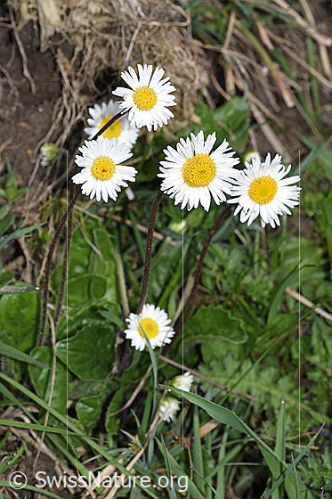 Foto: Wahrscheinlich Alpenmasslieb (Aster bellidiastrum). Ganze Pflanzen (Habitus). Höhe: 20cm.