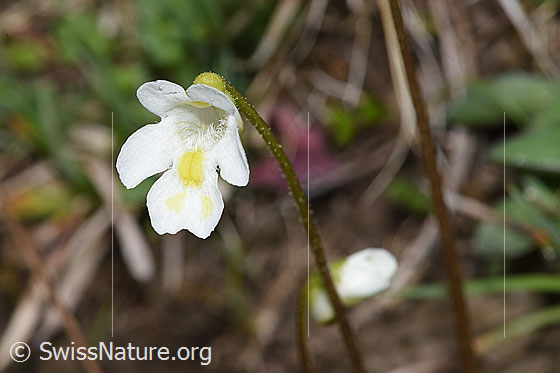 Foto: Alpen-Fettblatt (Pinguicula alpina). Blüte. Ansicht von vorne.