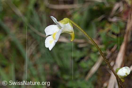 Photo: Pinguicula alpina. Blossom and stem. View from the side.