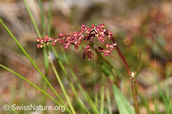 Kleiner Sauerampfer (Rumex acetosella)