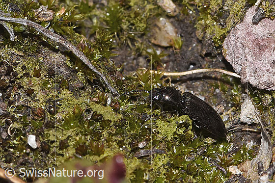 Photo: Probably Hylis olexai. Length 5mm. View from the side above.