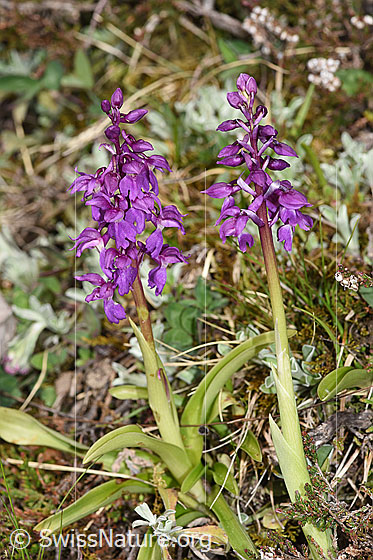 Photo: Orchis mascula. Whole plant (habiti). Height: 15cm.
