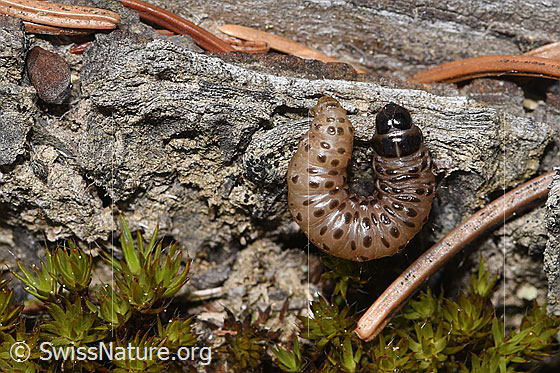 Gestreifter Graszünsler Raupe (Agriphila tristella)