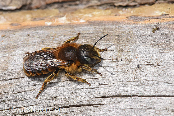 Goldene Schneckenhausbiene (Osmia aurulenta)