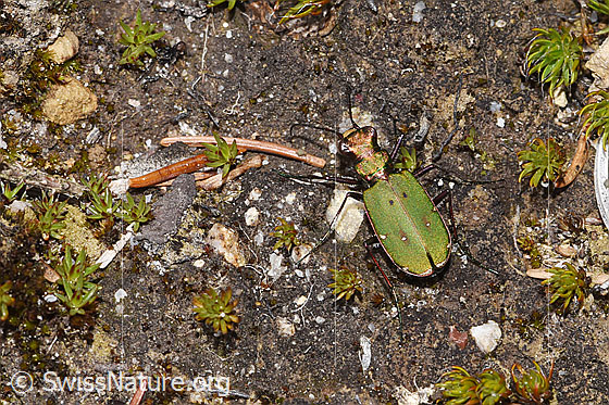 Foto: Feld-Sandlaufkäfer (Cicindela campestris). Wird auch Feldsandläufer genannt. Ansicht von oben.