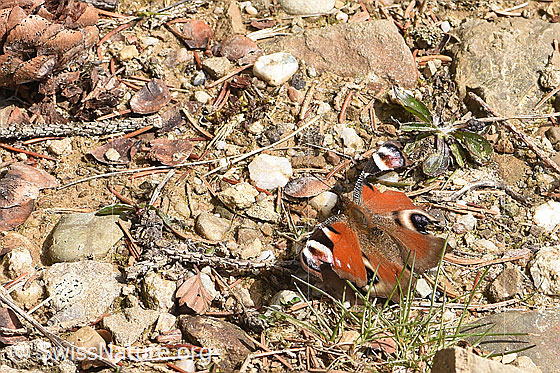 Photo: Inachis io. Wings open. View from the side above.