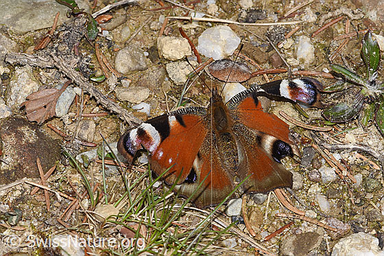 Foto: Tagpfauenauge (Inachis io). Flügel geöffnet. Ein Flügel ist stark beschädigt. Ansicht von oben.