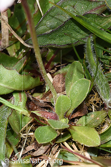 Photo: Bellis perennis. Leaves and stem.