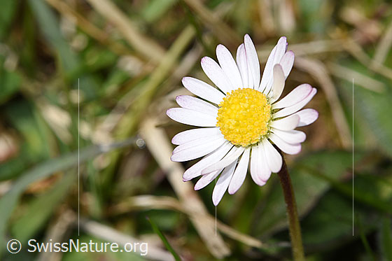 Photo: Bellis perennis. Blossom.