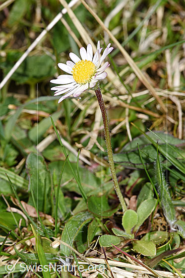 Photo: Bellis perennis. Whole plant (habiti). Height: 5cm.