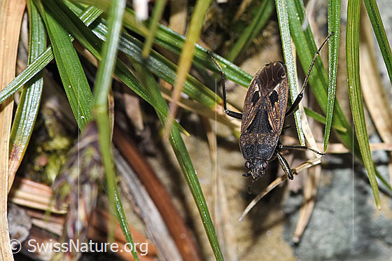 Foto: Rhyparochromus pini (Wanze). Länge 6.8 - 8.1mm. Ansicht von vorne oben.