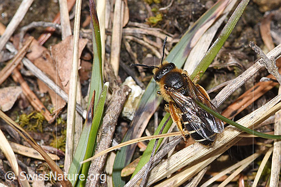 Photo: Halictus rubicundus. Length 11mm. Female. View from above.