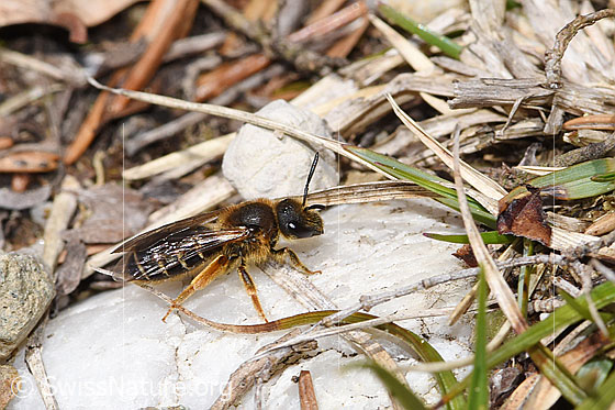Photo: Halictus rubicundus. Length 11mm. Female. View from the side above.