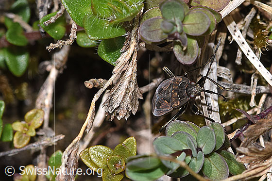 Foto: Rhyparochromus pini (Wanze). Länge 6.8 - 8.1mm. Ansicht von vorne.