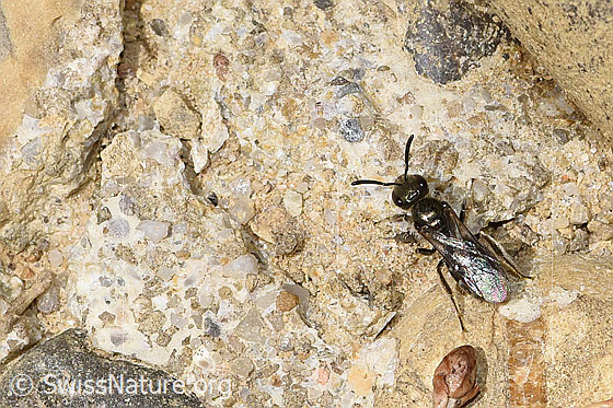 Photo: Probably Lasioglossum morio. Length 7mm. Female. View from above.