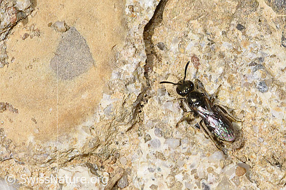 Photo: Probably Lasioglossum morio. Length 7mm. Female. View from above.