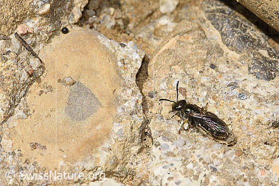 Photo: Probably Lasioglossum morio. Length 7mm. Female. View from the side above.