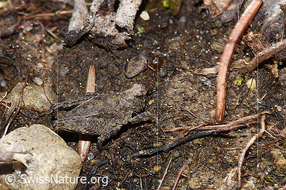 Photo: Tetrix undulata. Length 7mm. Nymph. View from the side above.