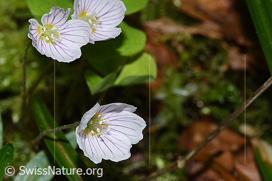 Foto: Wald-Sauerklee (Oxalis acetosella). Blüten.