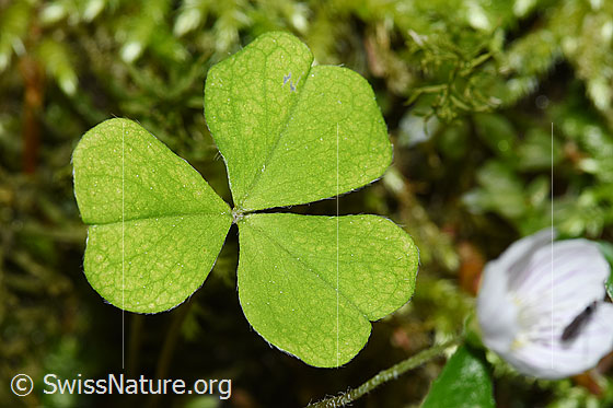 Foto: Wald-Sauerklee (Oxalis acetosella). Blatt.