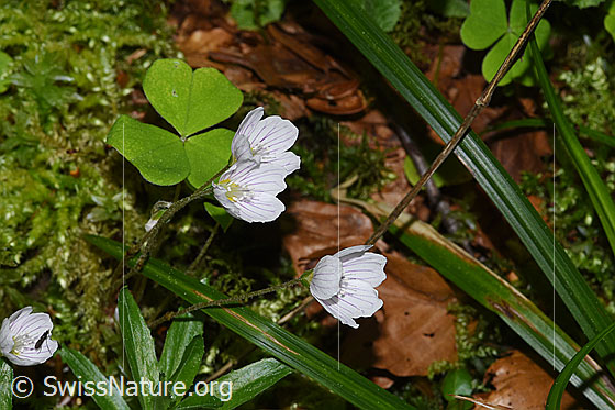 Foto: Wald-Sauerklee (Oxalis acetosella). Ganze Pflanze (Habitus). Höhe: 9cm.
