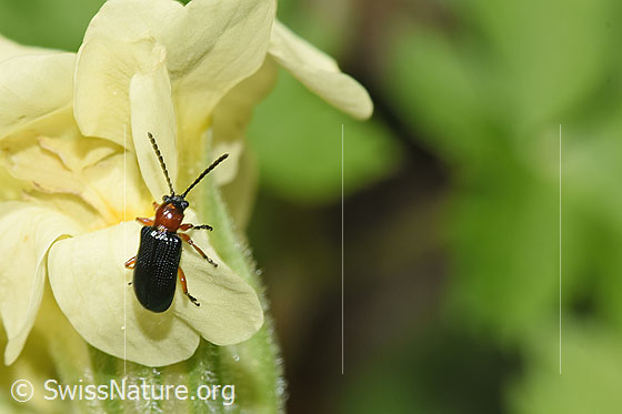 Photo: Probably Oulema melanopus on Primula elatior. Length 4 - 4.5mm. View from above.