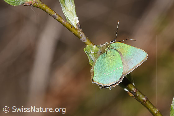 Photo: Callophrys rubi. Wings closed. View from side back.