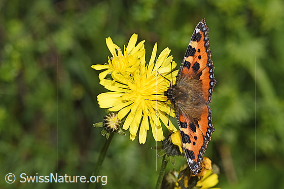 Foto: Kleiner Fuchs (Aglais urticae) auf Wiesen-Pippau (Crepis biennis). Flügel geöffnet. Ansicht von vorne oben.
