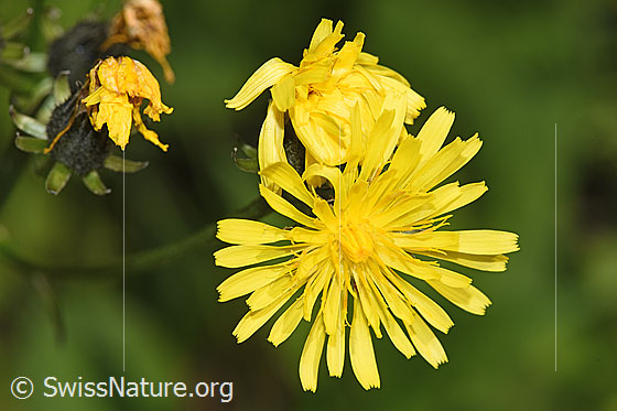 Foto: Wiesen-Pippau (Crepis biennis). Blüte.