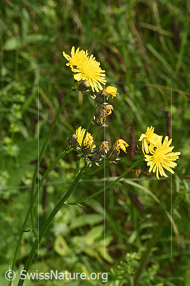 Wiesen-Pippau (Crepis biennis)