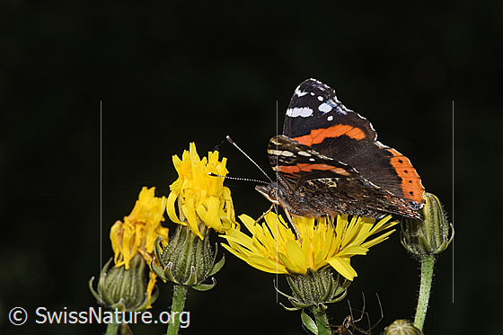 Photo: Vanessa atalanta on Crepis biennis. Wings open. View from the side.