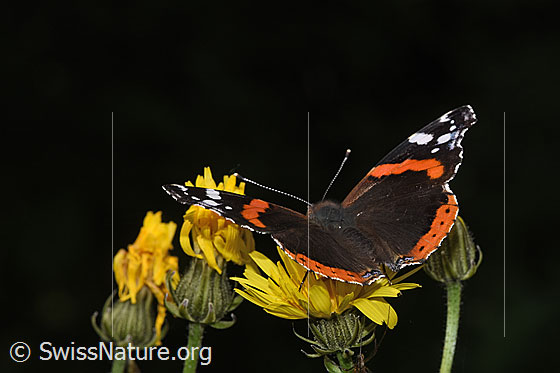 Photo: Vanessa atalanta on Crepis biennis. Wings open. View diagonally from behind.