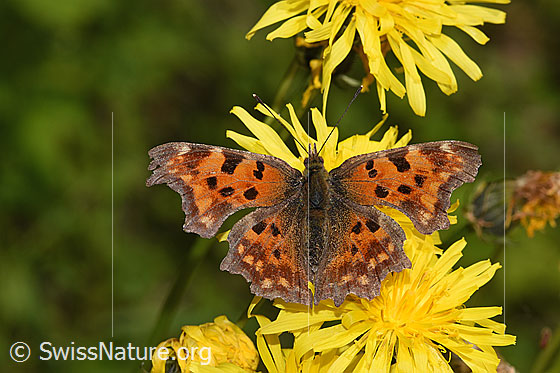 Foto: C-Falter (Polygonia c-album) auf Wiesen-Pippau (Crepis biennis). Flügel geöffnet. Ansicht von oben.