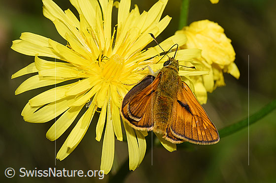 Foto: Rostfarbiger Dickkopffalter (Ochlodes sylvanus) auf Wiesen-Pippau (Crepis biennis). Flügel geöffnet. Ansicht von hinten oben.