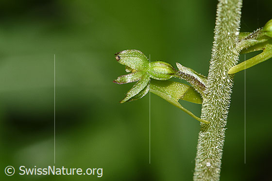 Foto: Grosses Zweiblatt (Listera ovata). Blüte und Stängel. Der Stängel ist rund und behaaart. Ansicht von der Seite.
