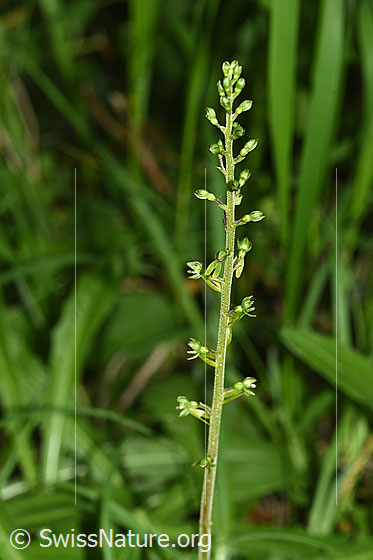 Foto: Grosses Zweiblatt (Listera ovata). Blütenstand.